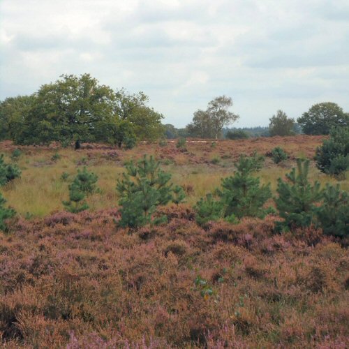 Kampinase Heide